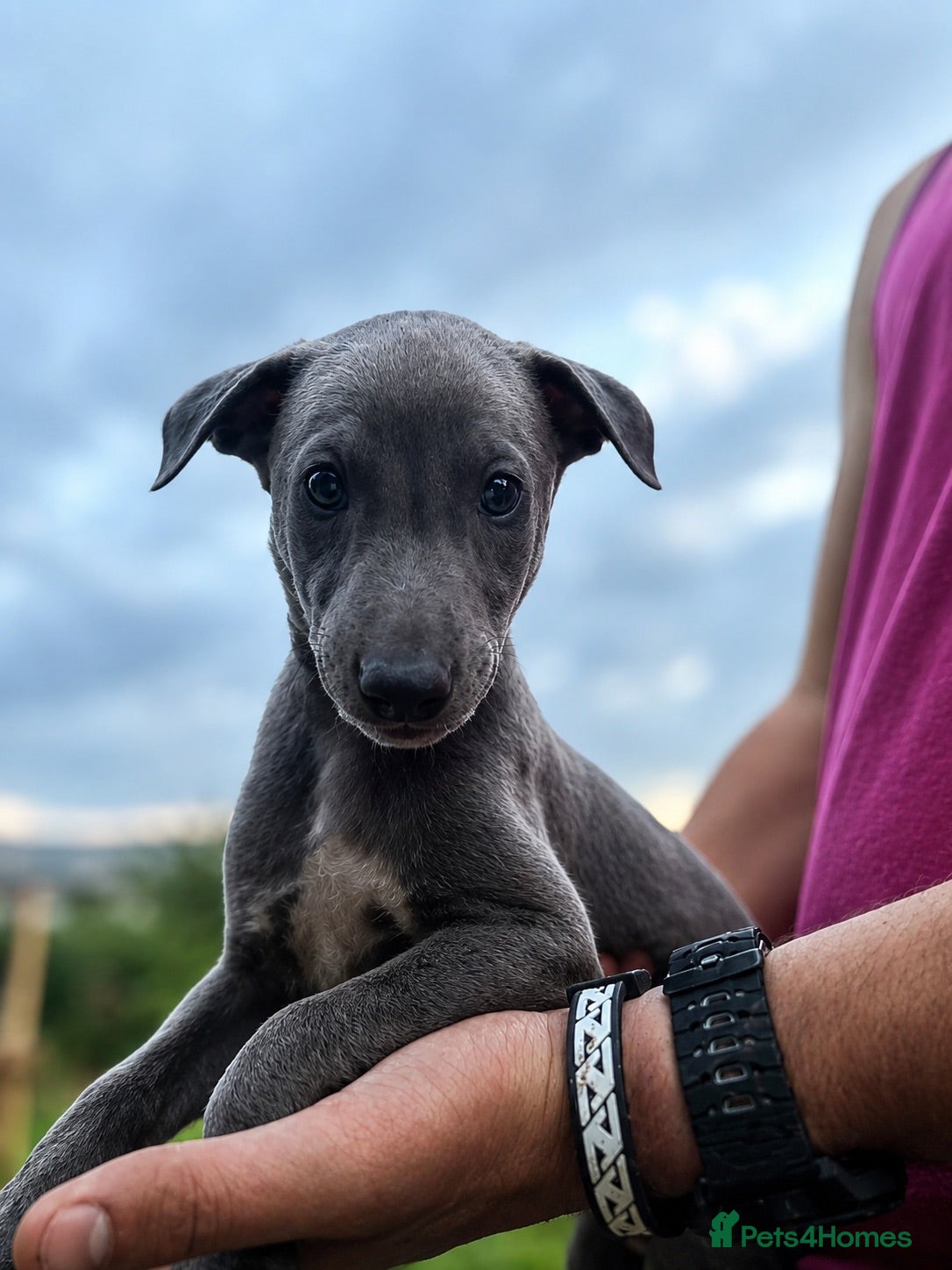 Whippet dogs TWO GIRLS💞 AND TWO BOYS💙 LEFT!!!!! - Advert 2