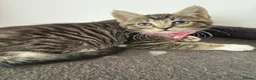 Ragcoon cats for sale: Mainecoon ragdolls  - Advert 16