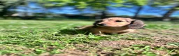 Miniature Dachshund dogs for sale: Miniature Dachshund Boy KC Registered in Hayling Island - Advert 7