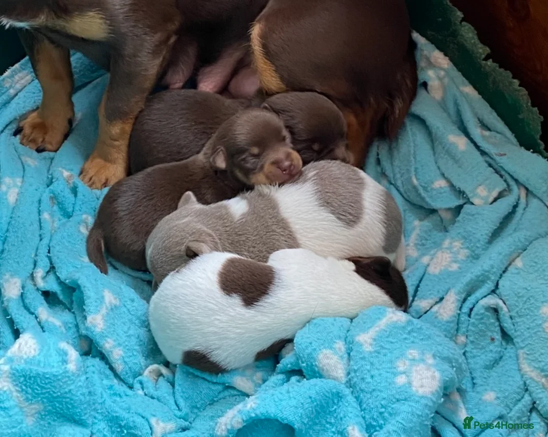 Jack Russell dogs for stud: Miniature Chocolate and Tan Jack Russell For Stud in Ebbw Vale - Advert 5