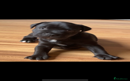 Staffordshire Bull Terrier dogs for sale: Staffy pups looking for their forever homes 🏡  - Image 13