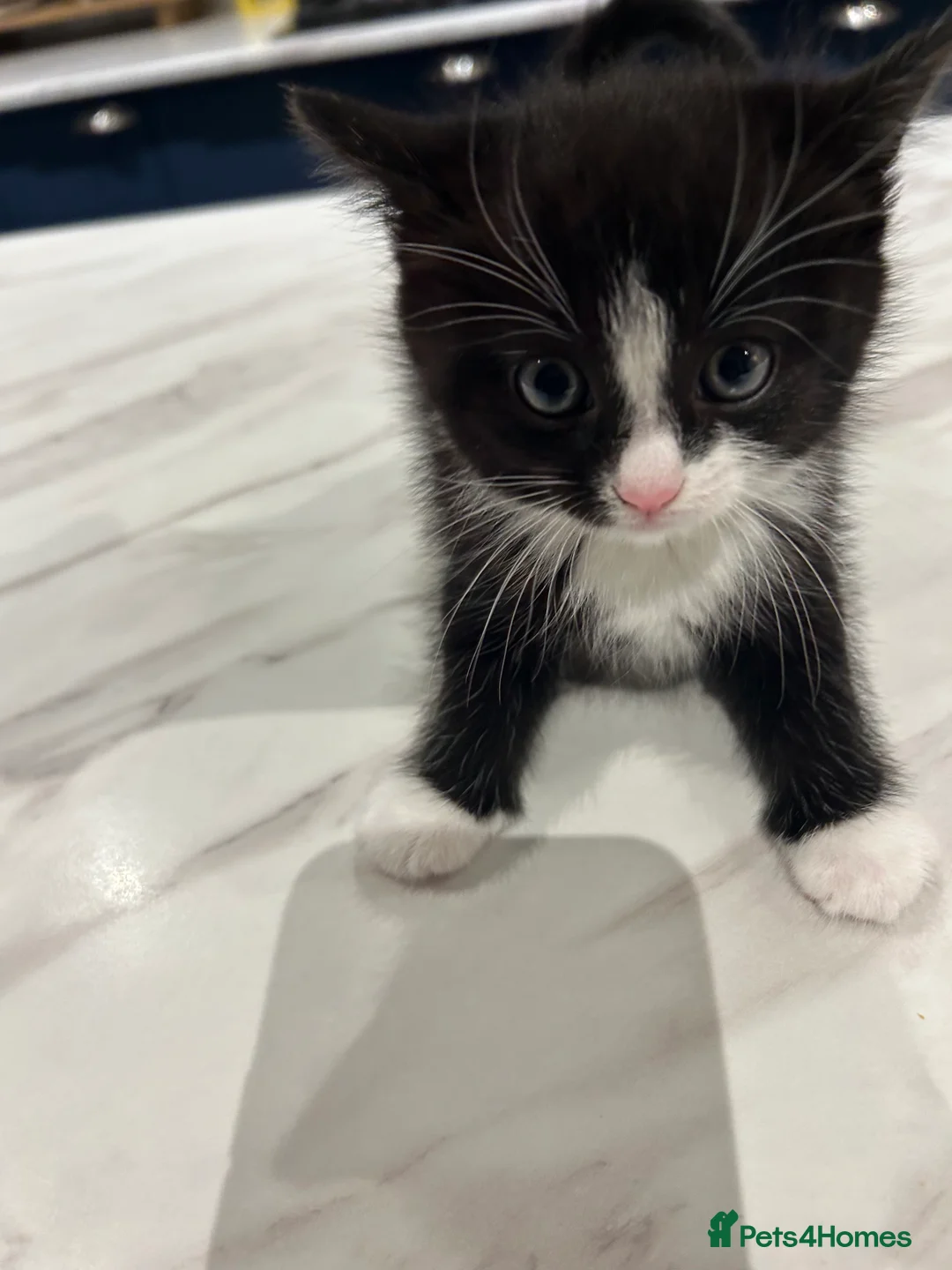 Mixed Breed cats for sale: Adorable kittens ready to go - Advert 2