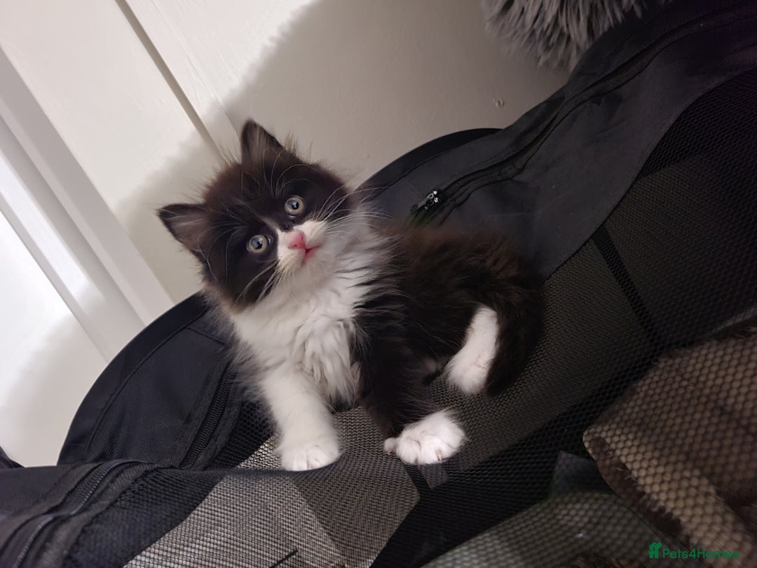 Mixed Breed cats for sale: 4 beautiful kittens  - Advert 4