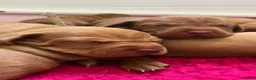Hungarian Vizsla dogs for sale: EXCEPTIONAL HUNGARIAN VIZSLA PUPPIES in Sleaford - Advert 10