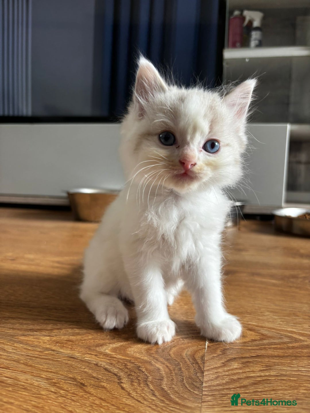 Ragdoll cats for sale: 6 gorgeous fluffy ragdoll kittens  - Image 8