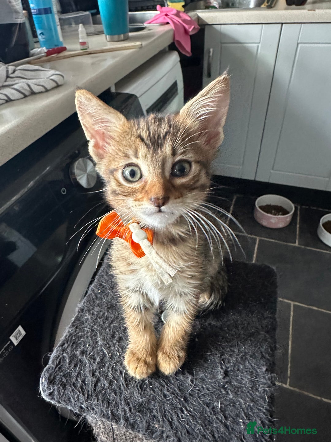 Maine Coon cats for sale: Mainecoon x  - Image 5