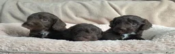 Cockapoo dogs for sale: F1 Chocolate Cockapoos. DNA Health Tested - Advert 14