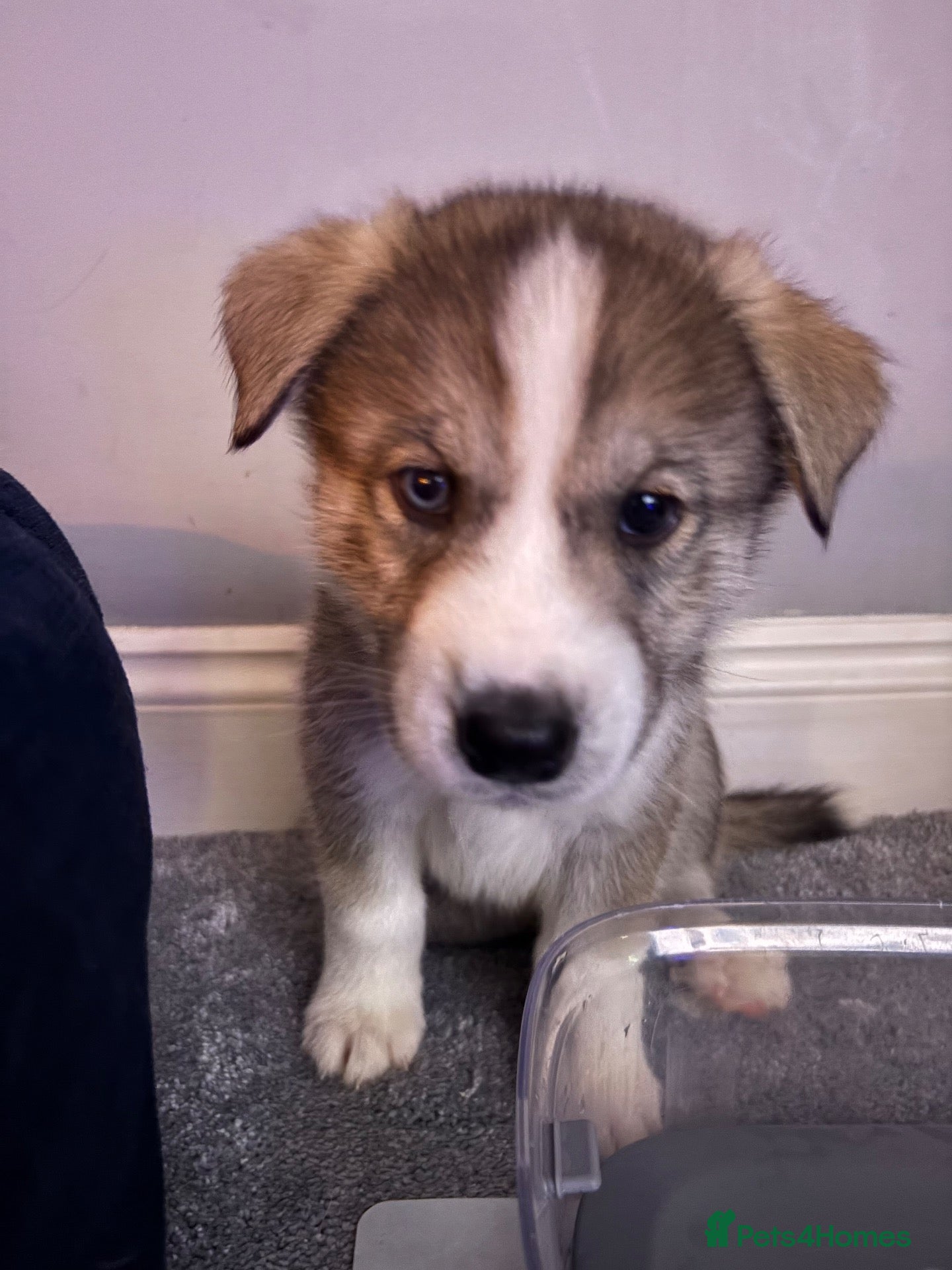 Siberian Husky dogs for sale: Siberian Husky Puppies - Advert 1