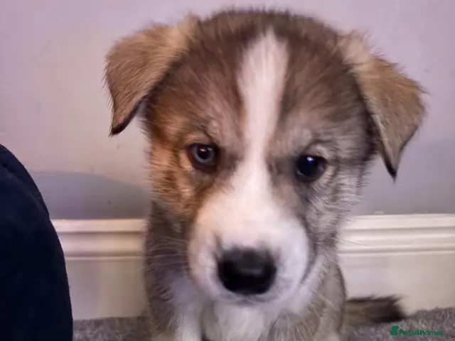 Siberian Husky dogs for sale: Siberian Husky Puppies - Advert 1