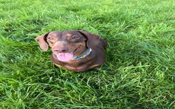 Dachshund dogs for sale: Female Dachshund - Image 2