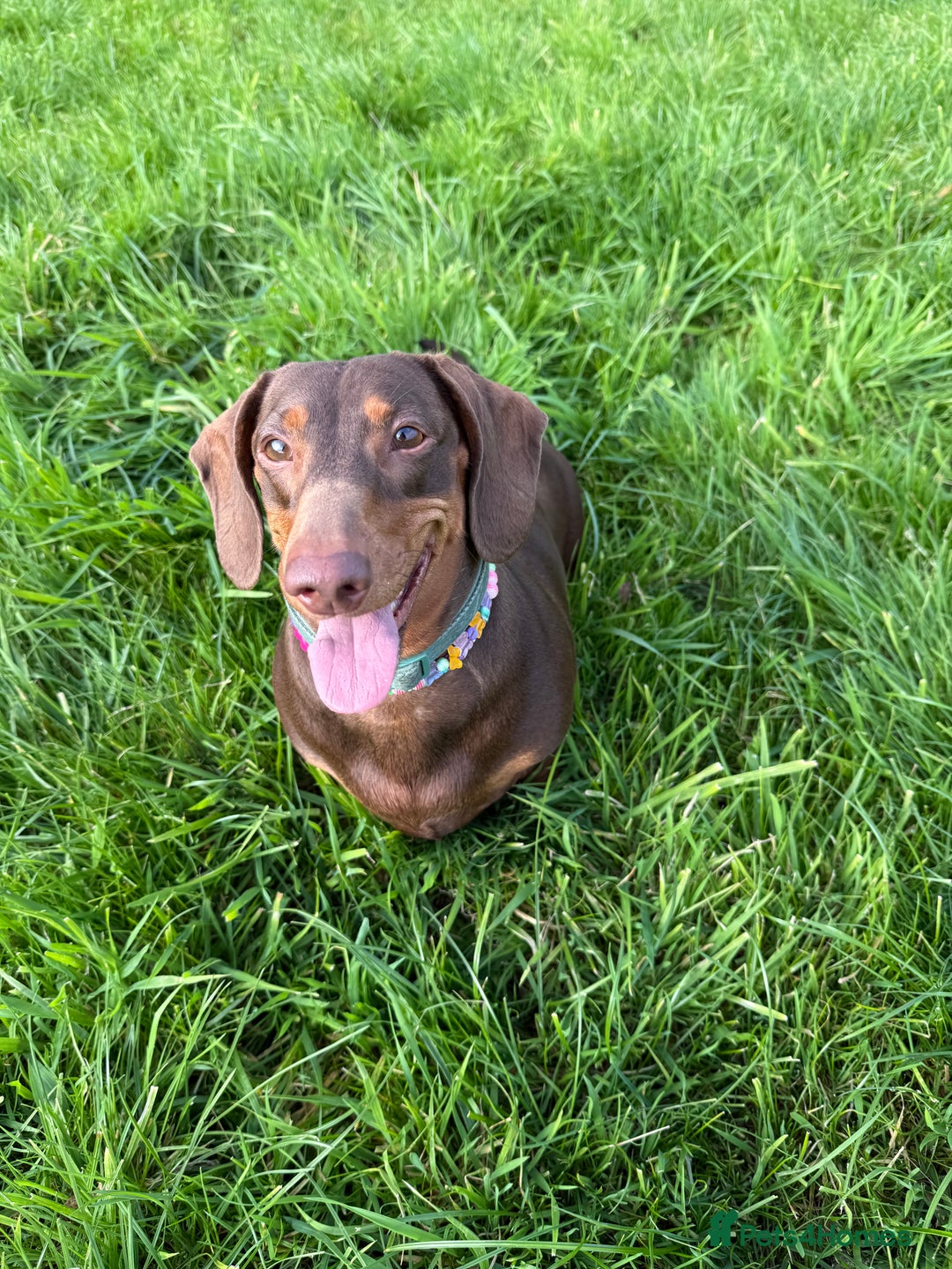 Dachshund dogs for sale: Female Dachshund - Image 2