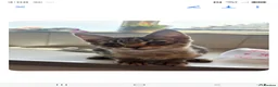 Savannah cats for sale: SAVANNAH X MAINE COON KITTENS EXCEPTIONAL QUALITY - Advert 5