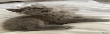 British Shorthair 3