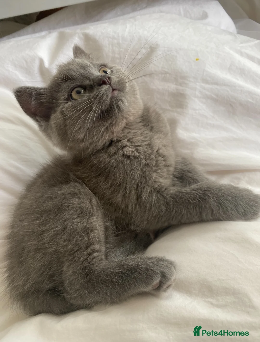 British Shorthair cats for sale: Beautiful GGCF British Shorthair X Ragdoll Kittens - Advert 17