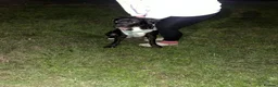 Mixed Breed dogs for sale: Black & White Labrador X Rottweiler   in Birmingham - Advert 2