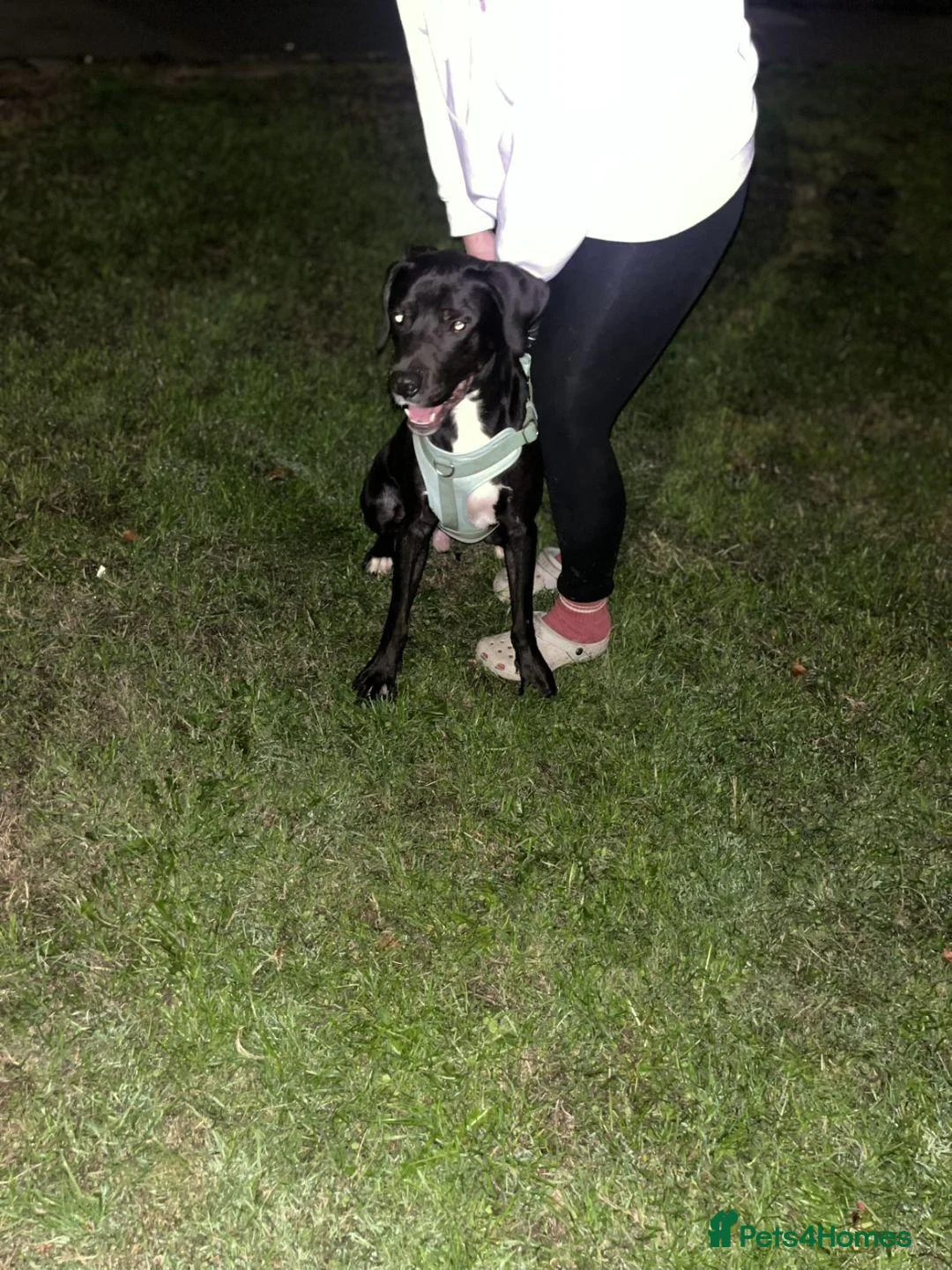 Mixed Breed dogs for sale: Black & White Labrador X Rottweiler   in Birmingham - Advert 2