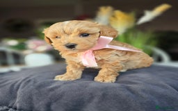 Maltipoo dogs for sale: LAST 🩷 BOY  looking forever home 🏡 😍  - Image 10