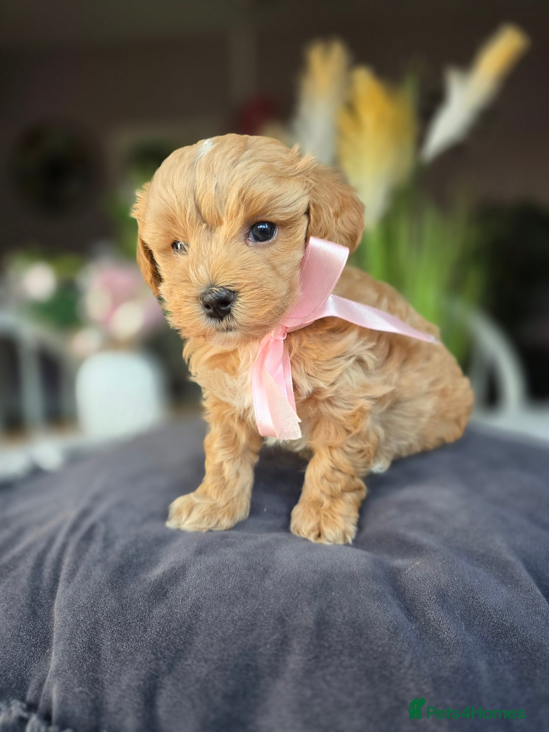 Maltipoo dogs for sale: LAST 🩷 BOY  looking forever home 🏡 😍  - Image 10