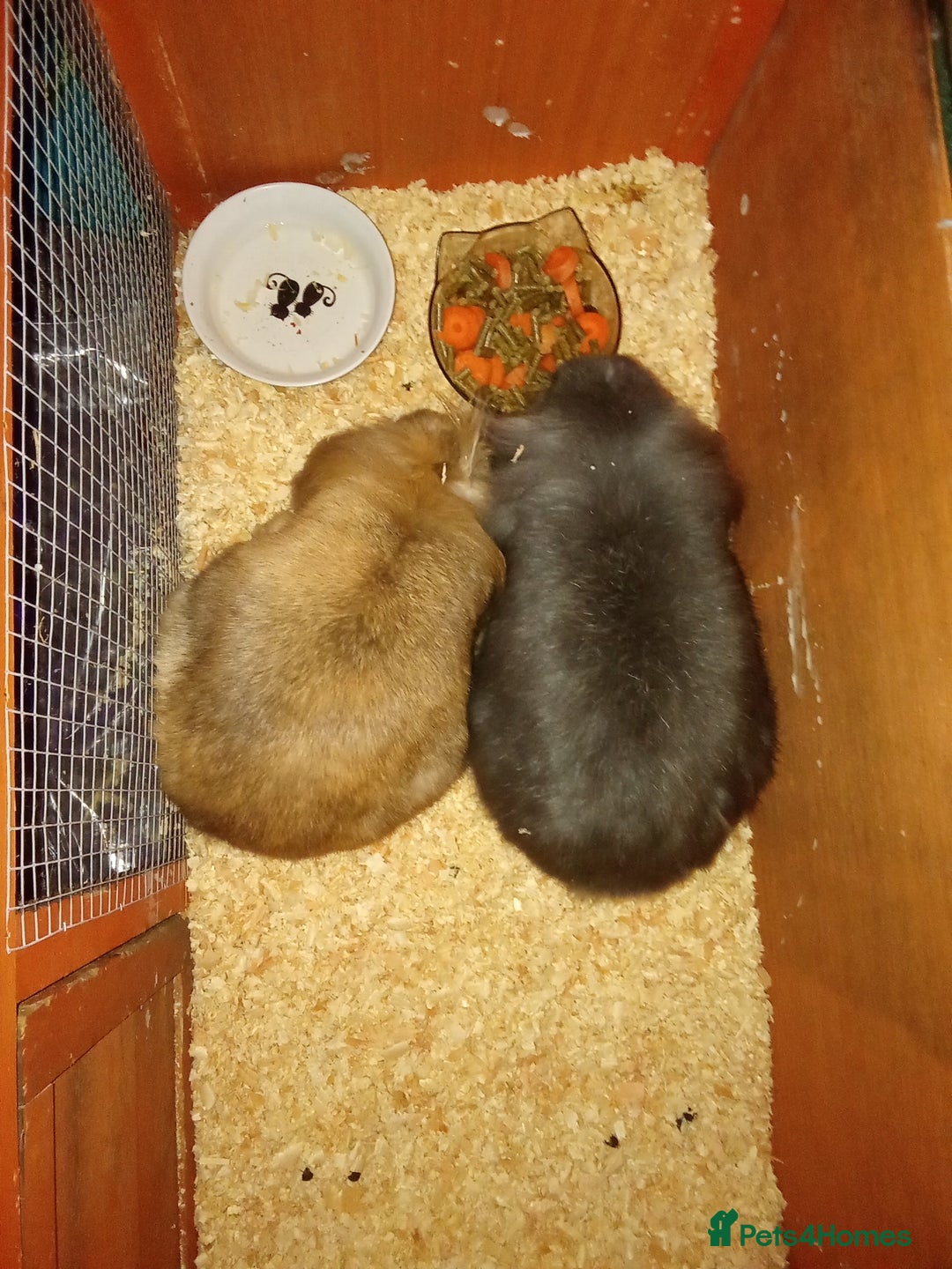 Mini Lion Lop rabbits for sale: Bunnies for urgent home!! - Advert 1