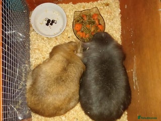Mini Lion Lop rabbits Bunnies for urgent home!! - Advert 1