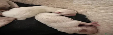 Italian Greyhound 5