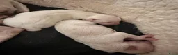 Italian Greyhound dogs for sale: Beautiful cream KC Registered Italian Greyhound  - Advert 5