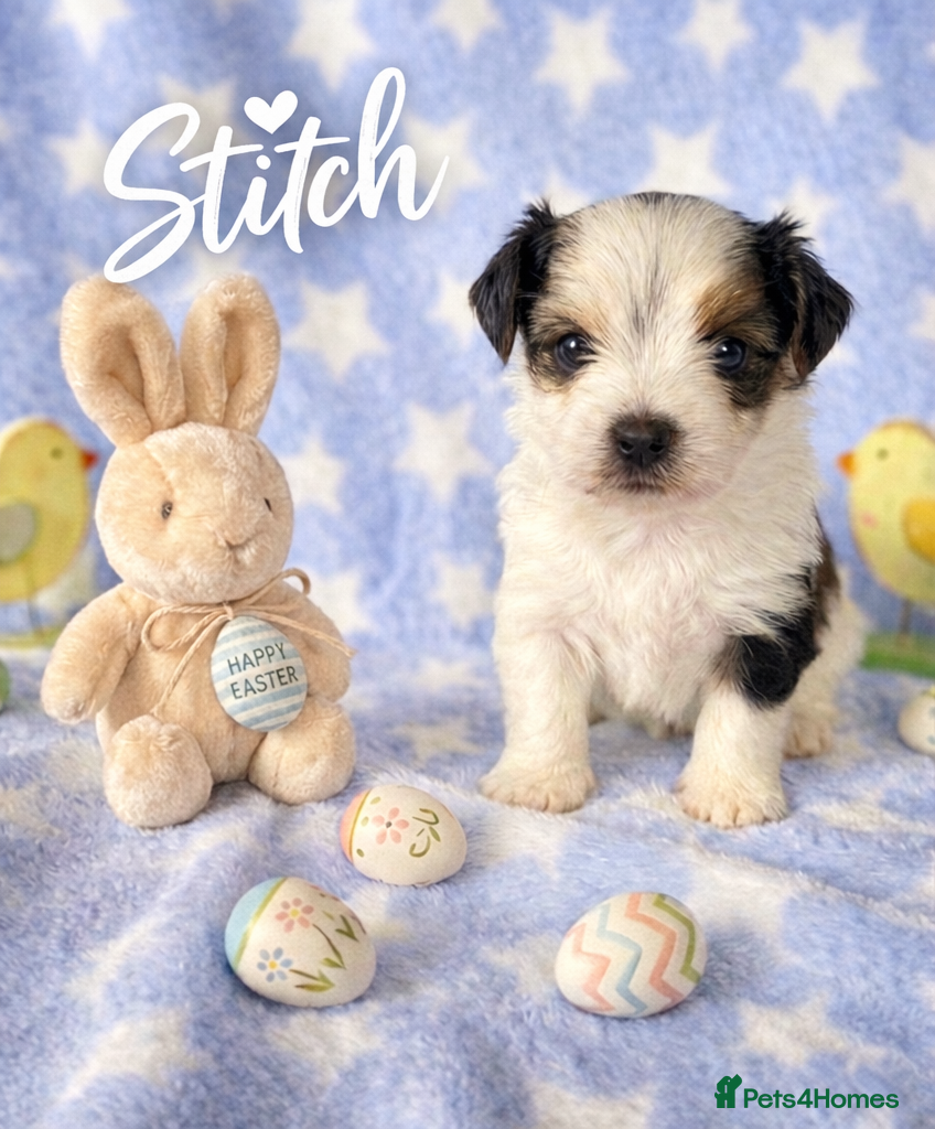 Yorkshire Terrier dogs 1 boy Biewer Terrier left🥰 - Advert 2