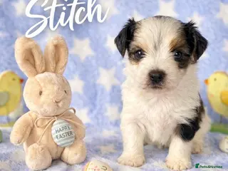 Yorkshire Terrier dogs 1 boy Biewer Terrier left🥰 - Advert 2