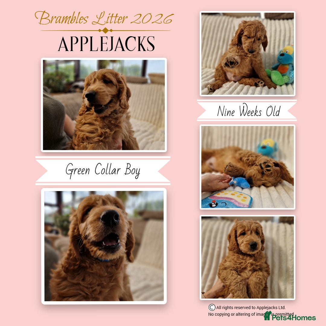 Goldendoodle dogs F1 Goldendoodle puppies ready now  - Advert 2