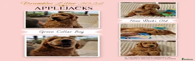 Goldendoodle Puppy 1