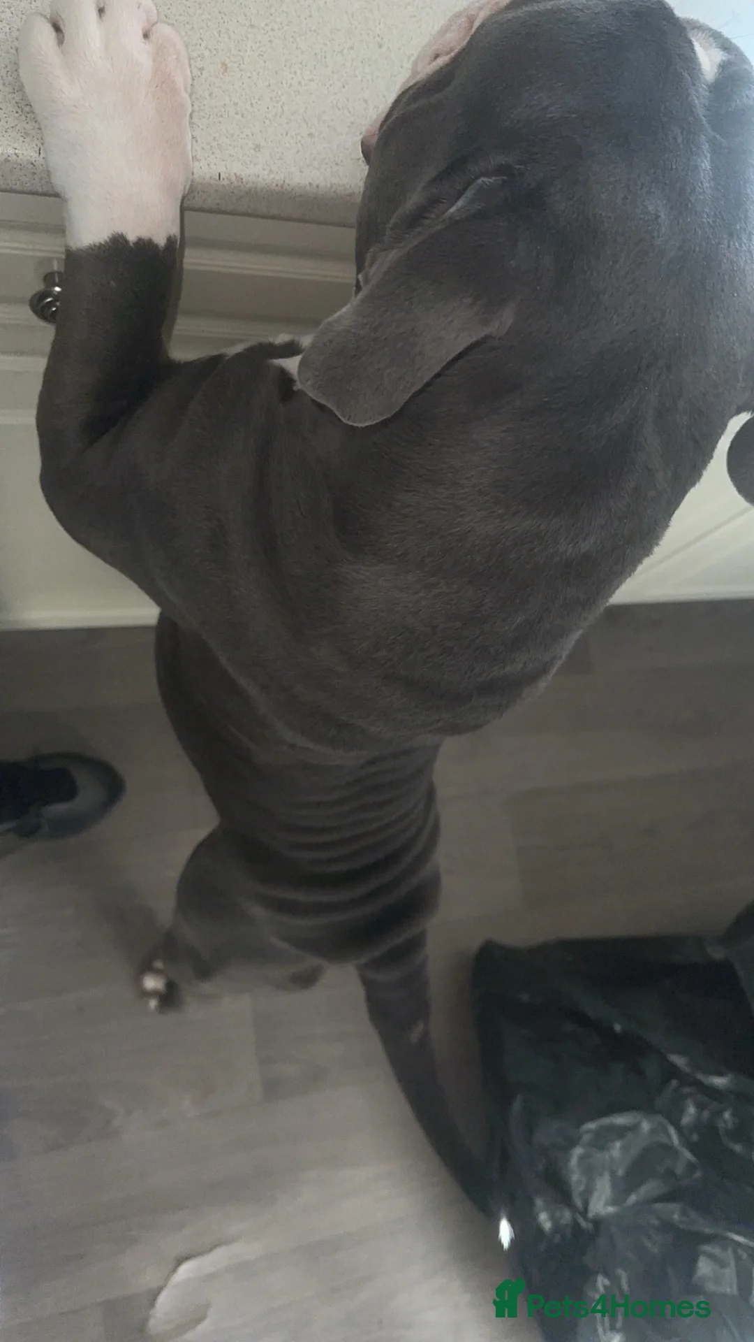 Olde English Bulldogge dogs for sale: Male OEB looking for his forever home in Derby - Advert 7