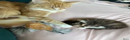 Mixed Breed cats for sale: Female Kitten  in Northampton - Advert 13