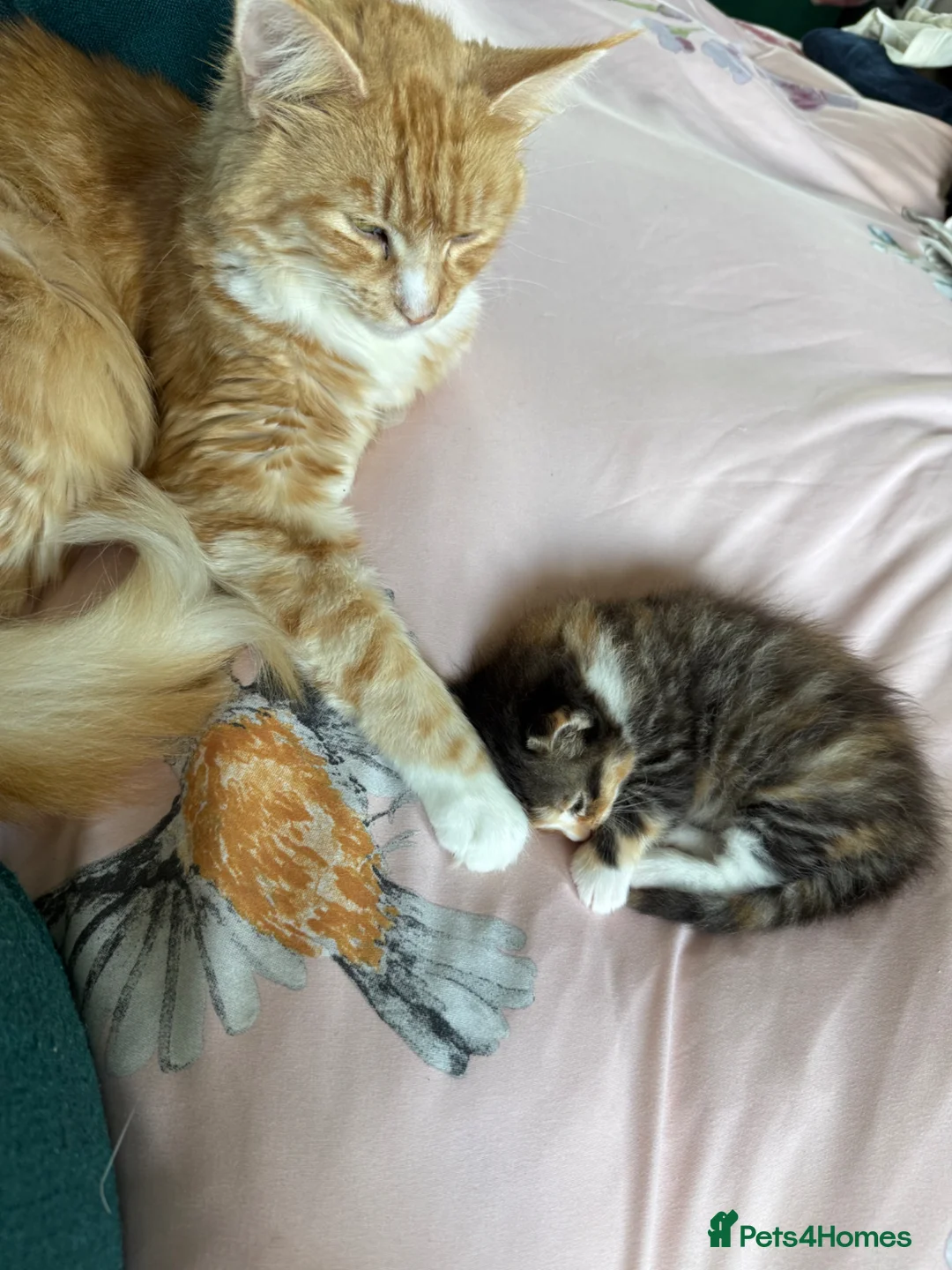 Mixed Breed cats for sale: Female Kitten  in Northampton - Advert 13