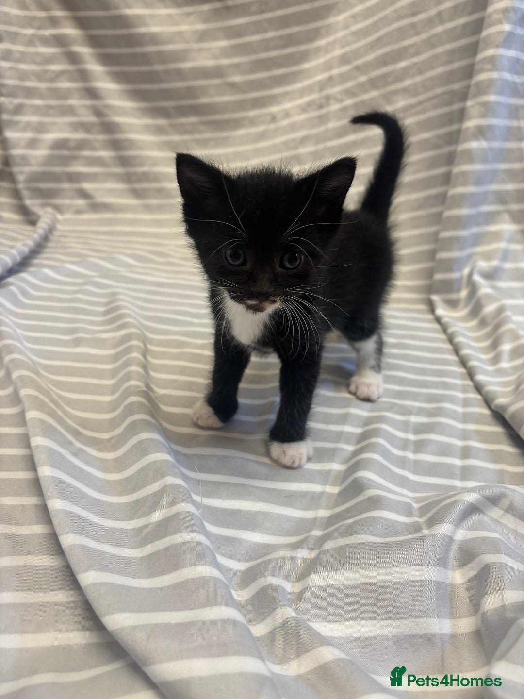 Mixed Breed cats for sale: Adorable 5-Week-Old Kittens Ready to Reserve - Image 10