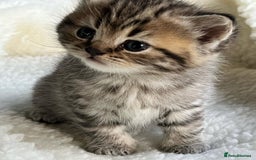 British Shorthair cats for sale: Beautiful golden spotted British shorthair kittens - Image 5