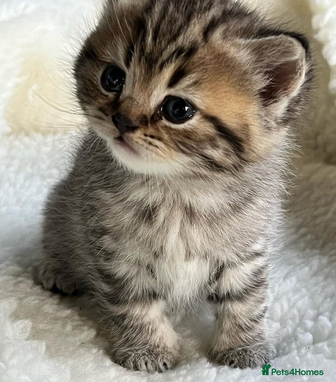 British Shorthair cats for sale: Beautiful golden spotted British shorthair kittens - Image 5