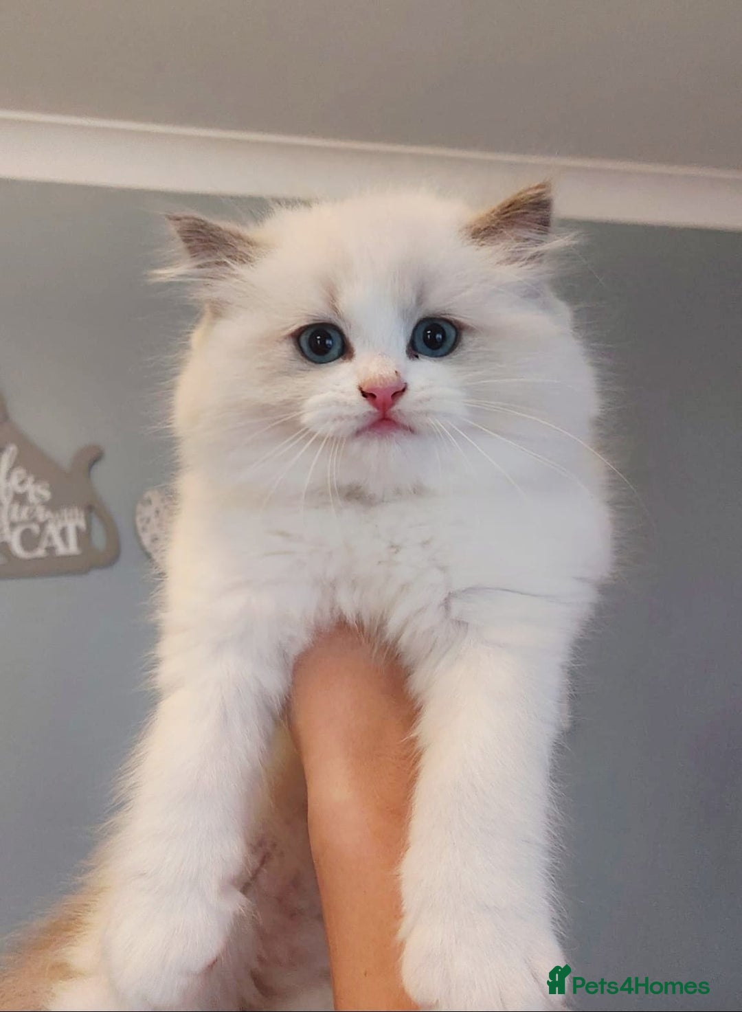 Ragdoll cats for sale: 💛 Beautiful European Kittens 😸  - Advert 12