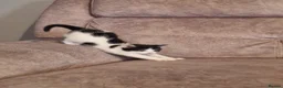 Mixed Breed cats for sale: 3 beautiful kittens for sale - Advert 17