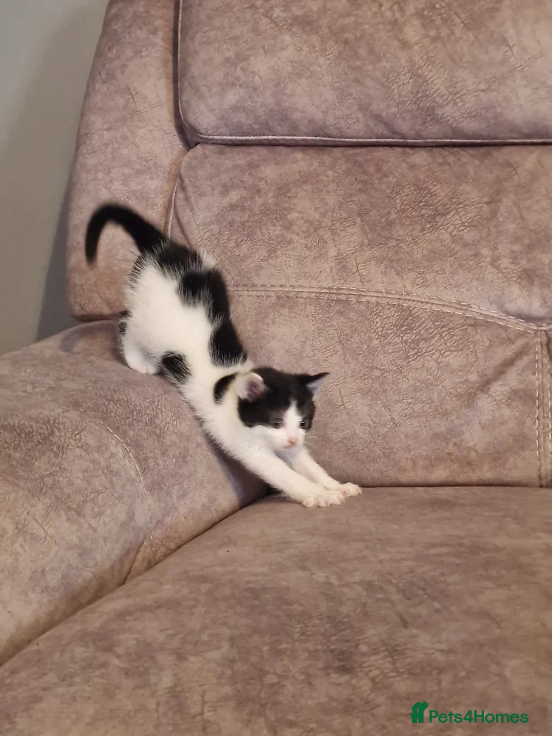 Mixed Breed cats for sale: 3 beautiful kittens for sale - Advert 2
