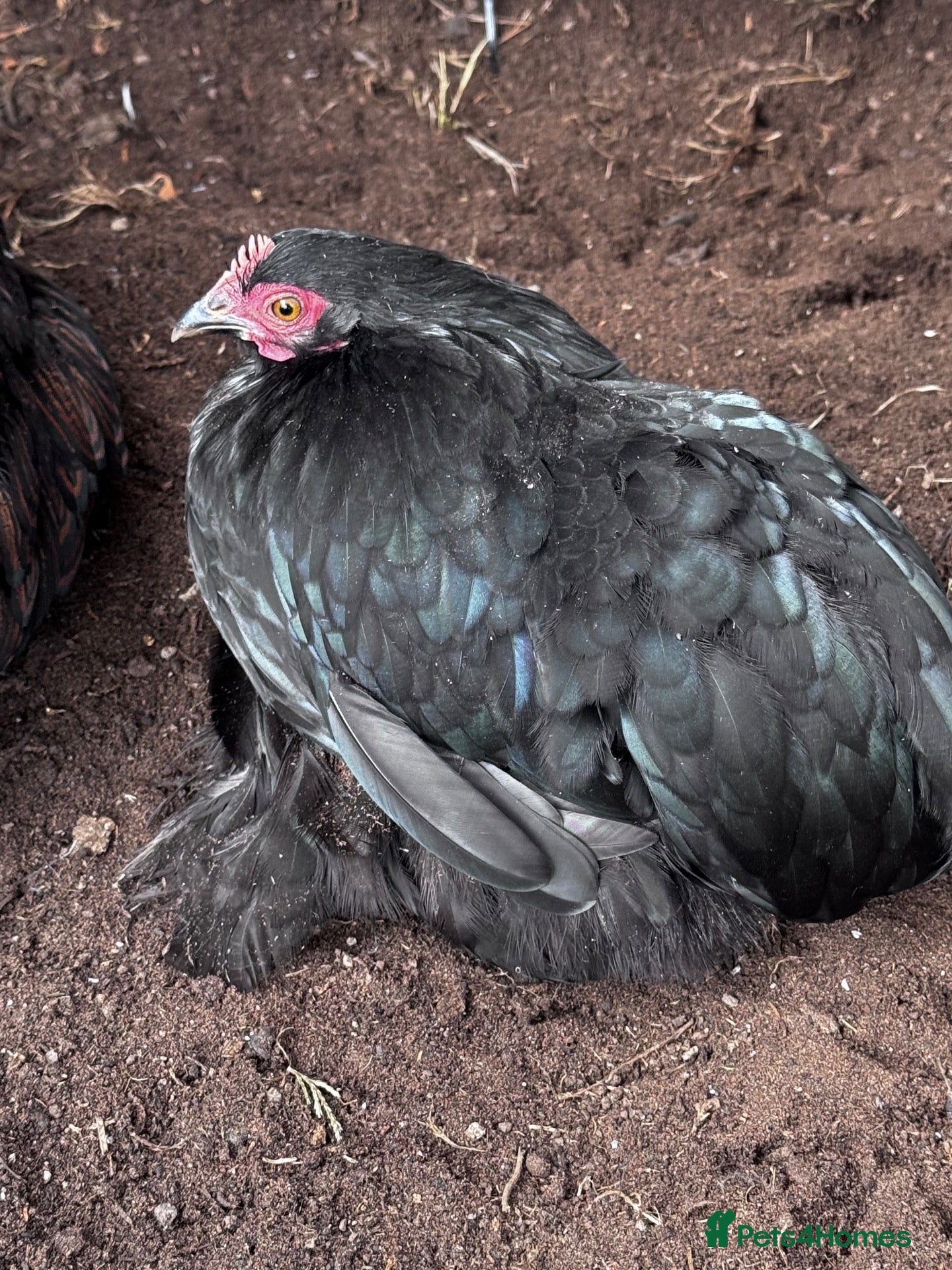 Chickens poultry 2 Pekin bantam pullets and unrelated cockerel  - Advert 2