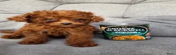 Toy Poodle dogs for sale: Asian toy poodle  - Advert 32