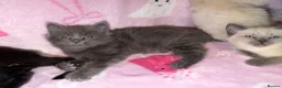 Mixed Breed cats for sale: Ragdoll cross gorgeous kittens  - Advert 5