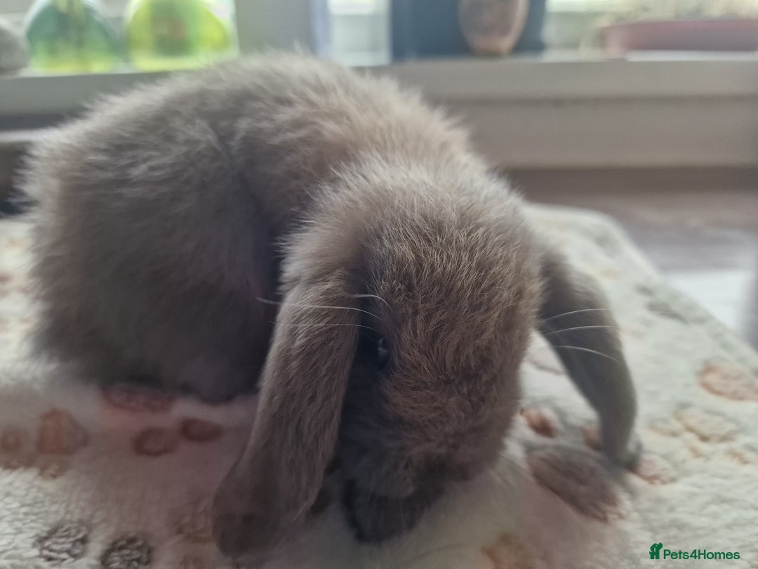 Mini Lop rabbits for sale: 4 Mini lop rabbits available  - Image 5