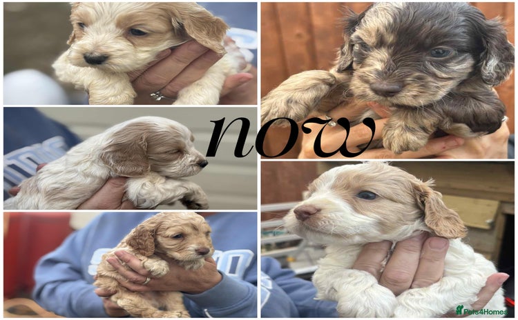 Cockapoo dogs - Advert 5