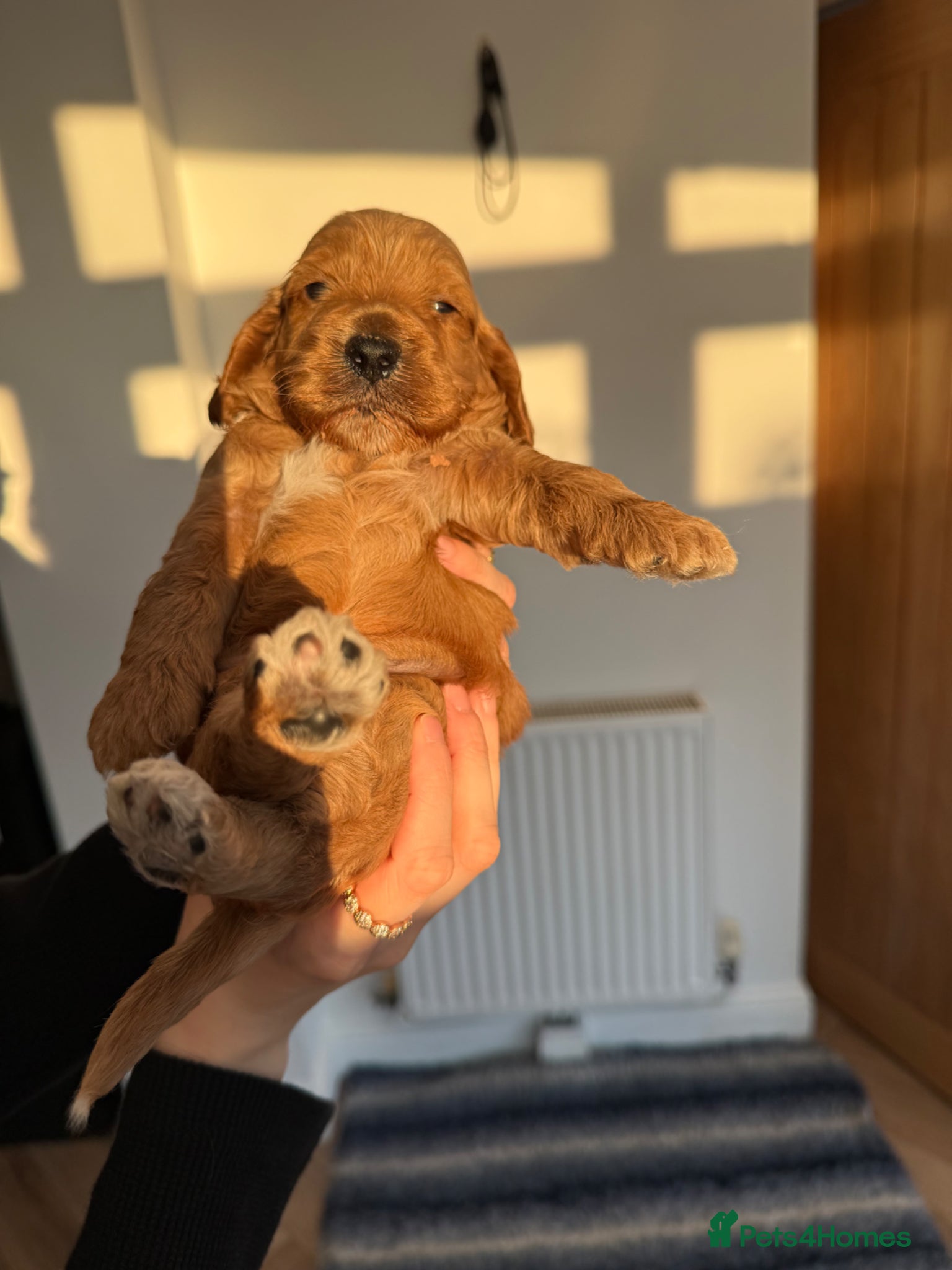 Cockapoo dogs F1 show line cockapoo puppies - Advert 1