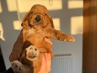 Cockapoo dogs F1 show line cockapoo puppies - Advert 9