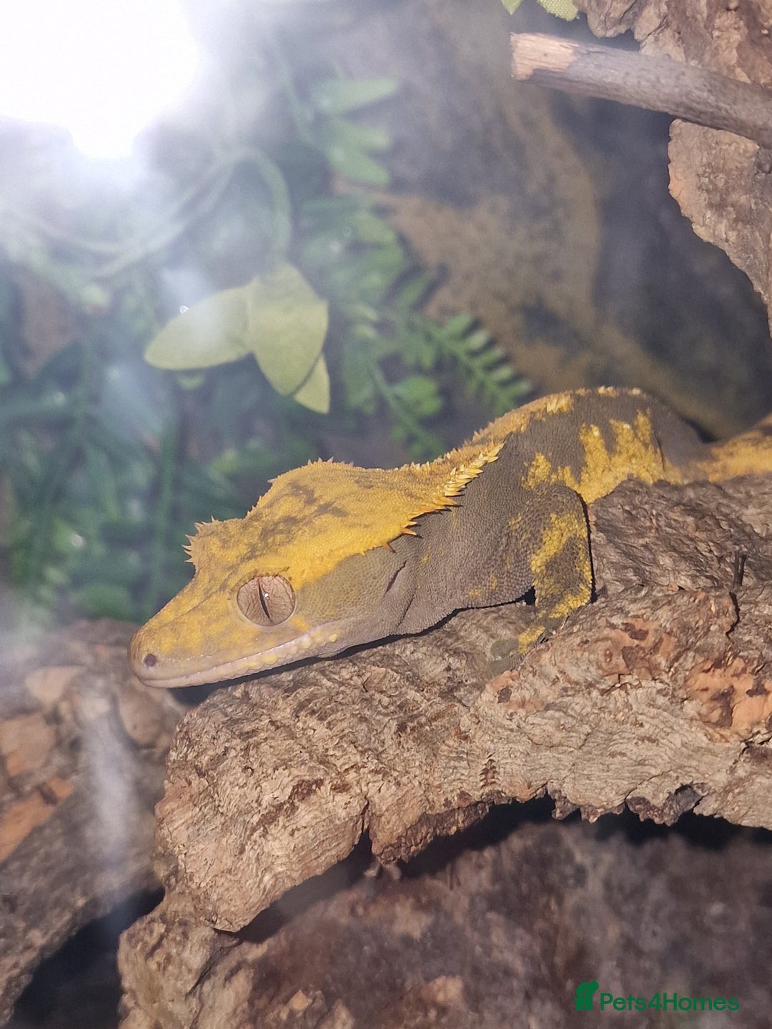 Gecko reptiles for sale: Crested gecko - Advert 3