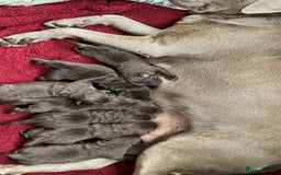 Labrador Retriever dogs for sale: Choc/silver labrador retriever pup F - Image 4