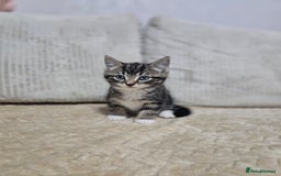 Mixed Breed cats for sale: Sweet Kitties - Image 4