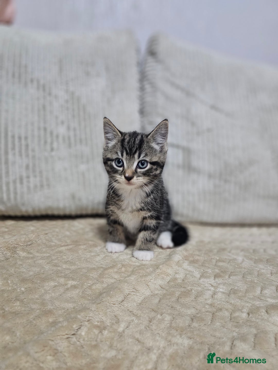 Mixed Breed cats for sale: Sweet Kitties - Image 4